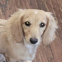 Daisy Mae - Dachshund