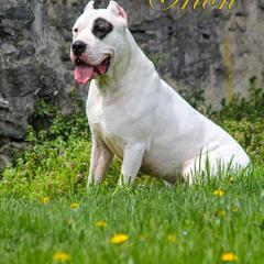 Orion - Dogo Argentino