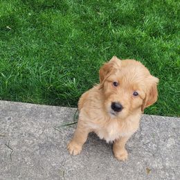 Golden Retriever Puppies from Middlecreek Goldens