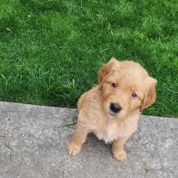 Golden Retriever Puppies from Middlecreek Goldens