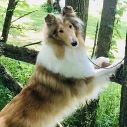 Rionnag  - Collie