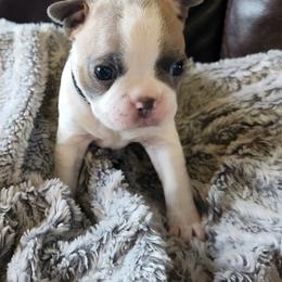 Black collar - Red male Boston Terrier puppy in Shreveport, Louisiana from Cristi's Port Bostons