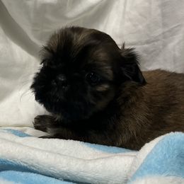 Fred - Brindle male Shih Tzu puppy in Pleasant Shade, Tennessee from Kuntry Tyme Shih Tzus