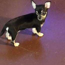 Chihuahua Puppies from Dee Hayes