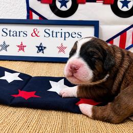 Haze - Brown merle male Aussiedoodle puppy in Eastland, Texas from H5 Mini Doodles