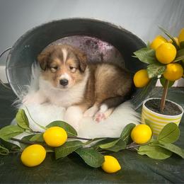 Susie Carmichael - Sable female Collie puppy in Chilhowie, Virginia from Jolly Collies