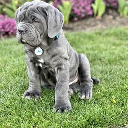 Neapolitan Mastiff Puppies from Red Rock Neapolitan Mastiffs