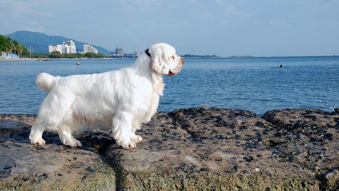 Clumber Spaniel