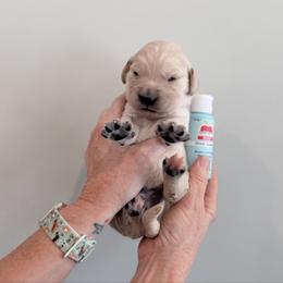 Boy 1 - Light Blue - Light golden male Golden Retriever puppy in Mc Minnville, Tennessee from Wishaw Whisky Golden Retrievers