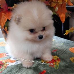 Nash - Cream male Pomeranian puppy in Pembroke, Georgia from Triple P Babies/Pampered Pom Pom babies