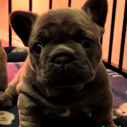 French Bulldog Puppies from Charles Frenchies