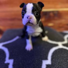Boston Terrier Puppies from Goshorn Family Bostons and Frenchtons
