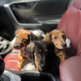 Dachshund Puppies from EntityDachs