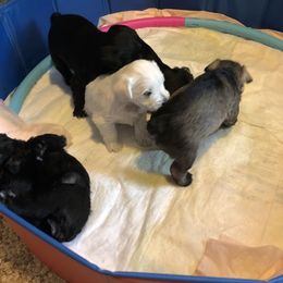 Miniature Schnauzer and Poodle Puppies from Bits & Bytes Farm