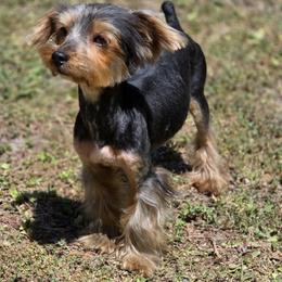 Arnold - Black and tan male Yorkshire Terrier puppy in Aiken, South Carolina from Yorkshires Yorkies