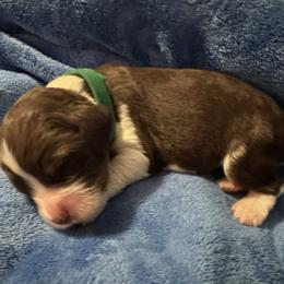 Dark green - Liver white and tan female English Springer Spaniel puppy in Williston, Florida from Bizzy Farms English Springer Spaniels