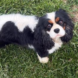 Jo - Cavalier King Charles Spaniel