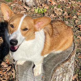 Maddie - Pembroke Welsh Corgi