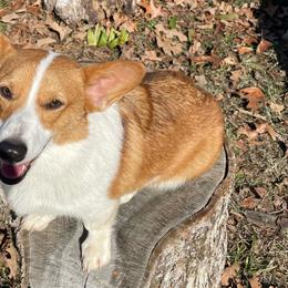 Maddie - Pembroke Welsh Corgi