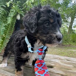 Fred - Tri-color male Bernedoodle puppy in Camden, North Carolina from Oopsie Doodles of NC