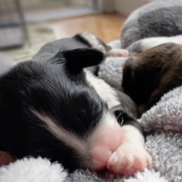 Lagotti Romagnoli and Portuguese Water Dogs from Boardwalk Water Dogs