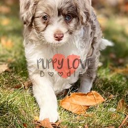 Aussiedoodle, Bernedoodle, Cockapoo, and Goldendoodle Puppies from Puppy Love Doodles