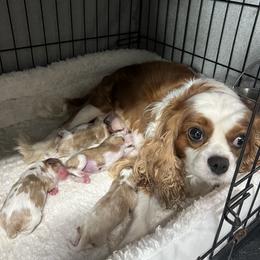 Gordon - Blenheim male Cavalier King Charles Spaniel puppy in Lula, Georgia from Cavaliers by Crumley