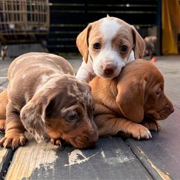 Dachshund puppies from Alex's Dachshunds