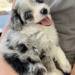 Aussiedoodle and Miniature Australian Shepherd Puppies from Biggie Ranch