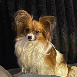 Kisses - Papillon