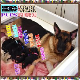 LAMBDA - Black and red male German Shepherd puppy in Murrieta, California from Diamond Oaks German Shepherds