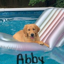 Golden Retriever All Grown Up from Nelsons Goldens