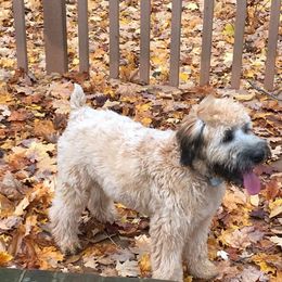 Soft Coated Wheaten Terrier Puppies from Wagging Wheatens