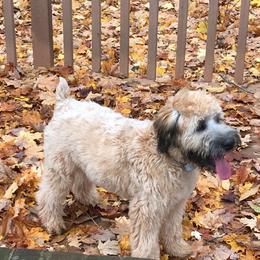Soft Coated Wheaten Terrier Puppies from Wagging Wheatens