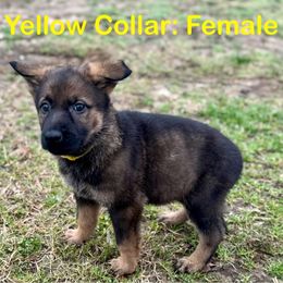 Girl 2 - German Shepherd puppy from Crown H Shepherds