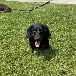Dachshund Puppies from Cogsworth Cromwell Dachshunds of South West Michigan