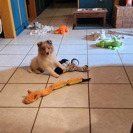 Shetland Sheepdog Puppies from Ambrozia Kennels