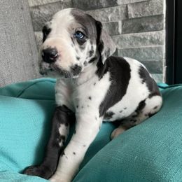 Great Danes from Valley Great Danes