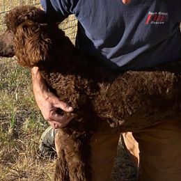 Poodles from Cindy L Bugg