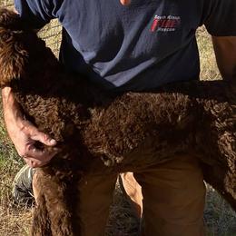 Poodles from Cindy L Bugg