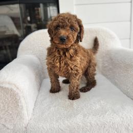 Goldendoodle Puppies from Doodle Squad Puppies