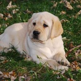 Labrador Retrievers from Harlequin Labradors