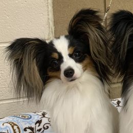 Penny - Papillon