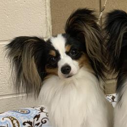 Penny - Papillon