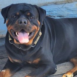 Rottweiler puppies from Vom Haus Huff Rottweiler’s