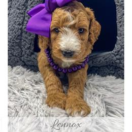 Lennox - Red  female Goldendoodle puppy in State Road, North Carolina from Must Love Doodles