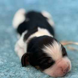 Snow White - Black white and tan female English Springer Spaniel puppy in Cleburne, Texas from Powers English Springer Spaniels