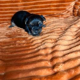 Ferdinand - Black and tan male Yorkshire Terrier puppy in Tulsa, Oklahoma from Conns Cuddly Canines