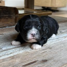Coco - Black and white female Cavapoo puppy in Draper, Utah from Peaks Pups — Exceptional by Nature. Raised with Purpose.