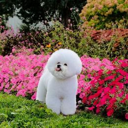 Bichon Frise All Grown Up from Phantom Bichons